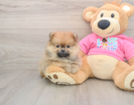 8 week old Pomeranian Puppy For Sale - Windy City Pups