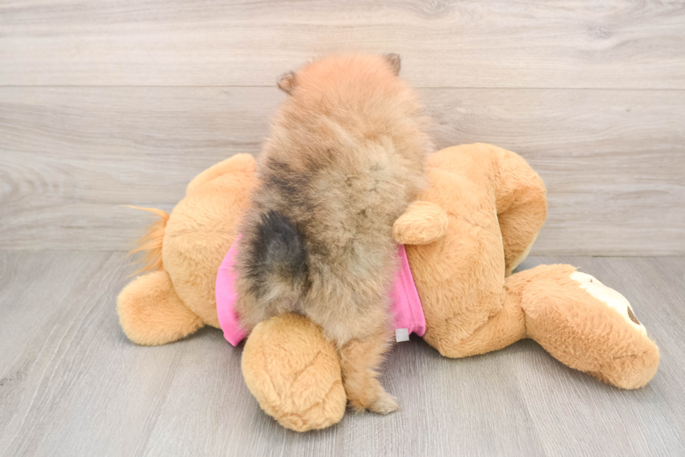 Pomeranian Puppy for Adoption