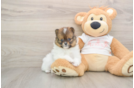 Akc Registered Pomeranian Baby