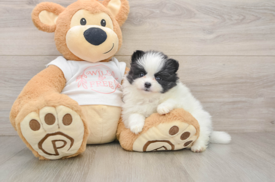 BOOP, a Pomeranian littermate