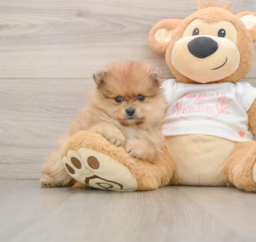 5 week old Pomeranian Puppy For Sale - Windy City Pups