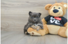 Cute Deutscher Spitz Purebred Puppy