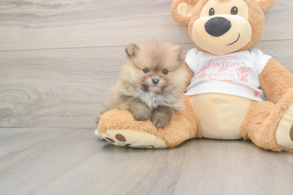 Meet Bubbles - our Pomeranian Puppy Photo  2/3 - Windy City Pups Pomeranian Pup Being Cute