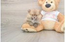 Meet Bubbles - our Pomeranian Puppy Photo  2/3 - Windy City Pups Pomeranian Pup Being Cute
