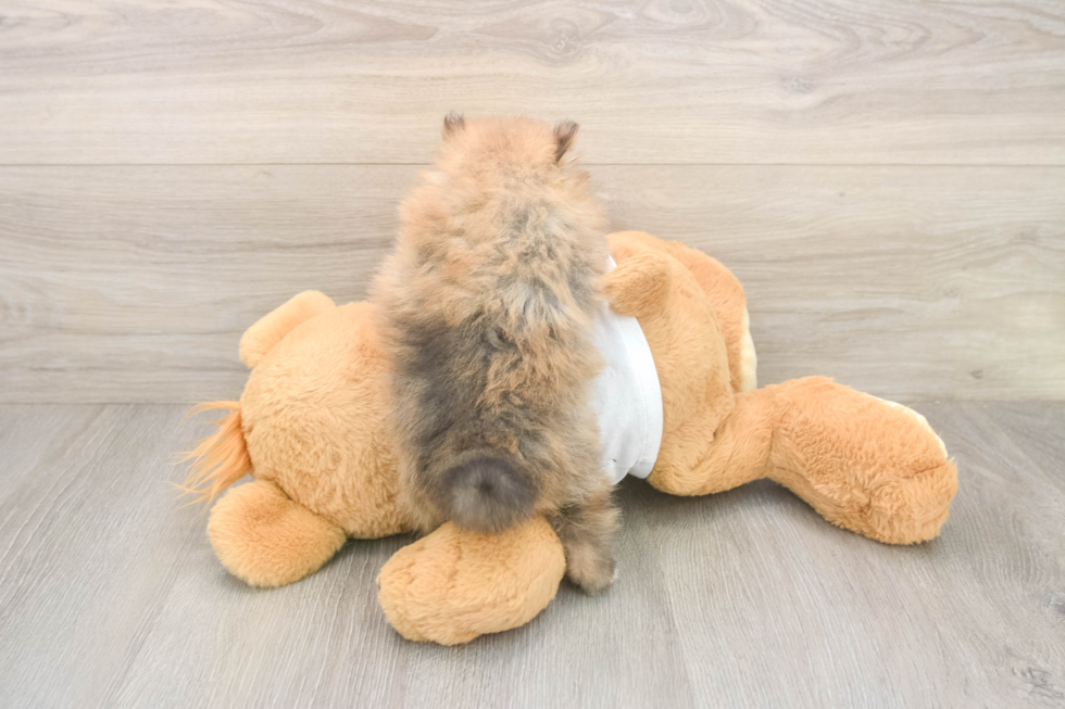 Meet Bubbles - our Pomeranian Puppy Photo  3/3 - Windy City Pups Best Pomeranian Baby