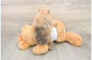 Meet Bubbles - our Pomeranian Puppy Photo  3/3 - Windy City Pups Best Pomeranian Baby
