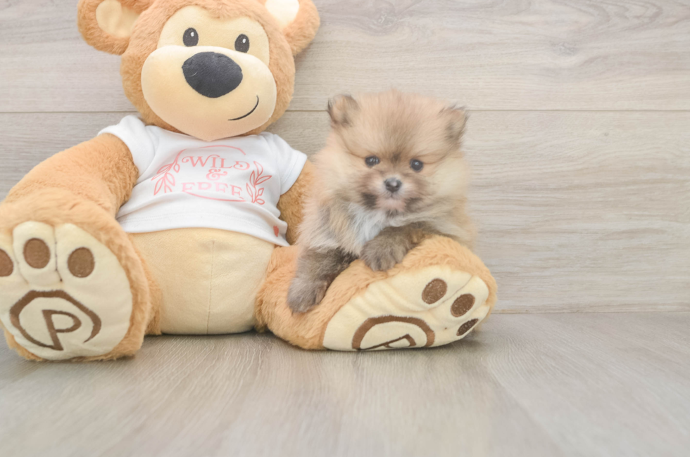 5 week old Pomeranian Puppy For Sale - Windy City Pups