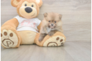Meet Bubbles - our Pomeranian Puppy Photo  1/3 - Windy City Pups Best Pomeranian Baby