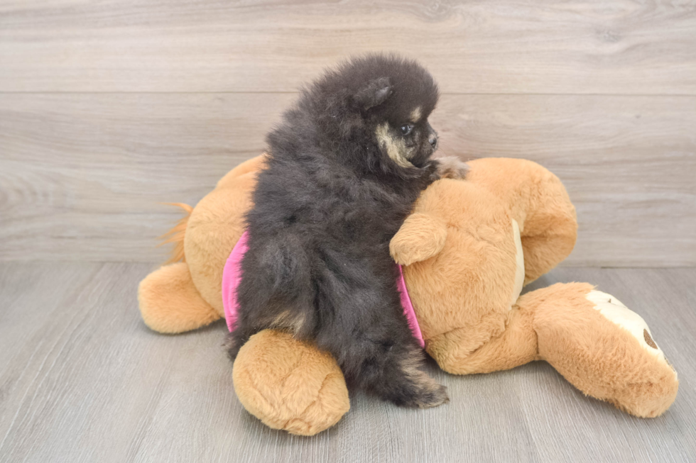 Small Pomeranian Purebred Pup