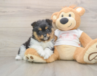 8 week old Pomeranian Puppy For Sale - Windy City Pups