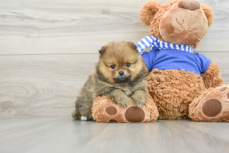 Friendly Pomeranian Purebred Pup