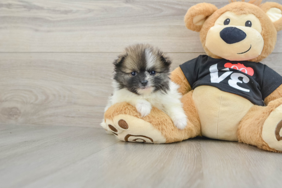 Pomeranian Puppy for Adoption