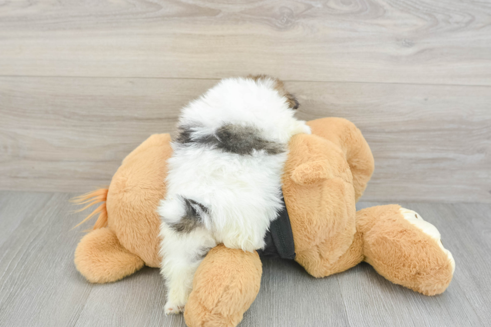 Pomeranian Pup Being Cute