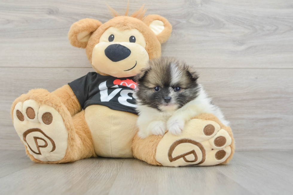 Friendly Pomeranian Baby