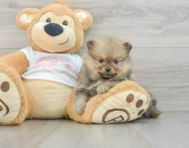 7 week old Pomeranian Puppy For Sale - Windy City Pups