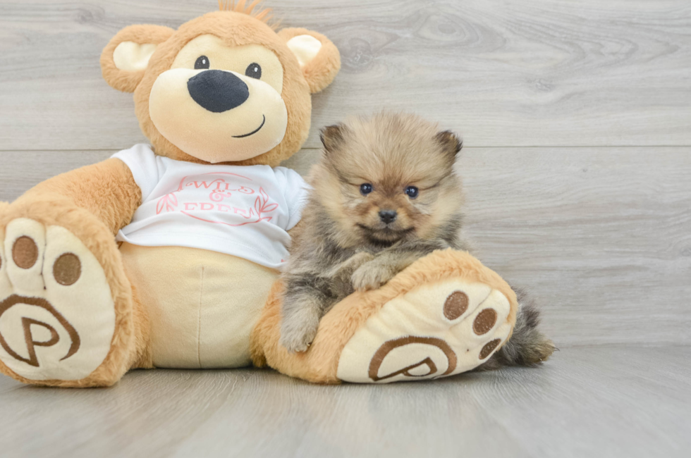 8 week old Pomeranian Puppy For Sale - Windy City Pups