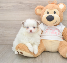 6 week old Pomeranian Puppy For Sale - Windy City Pups