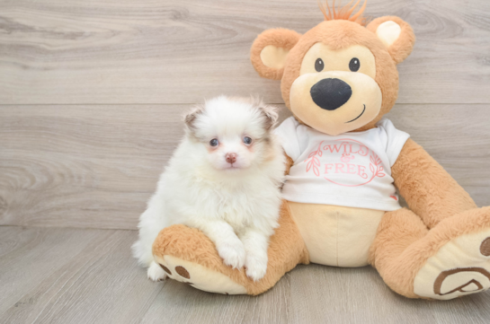 Popular Pomeranian Baby