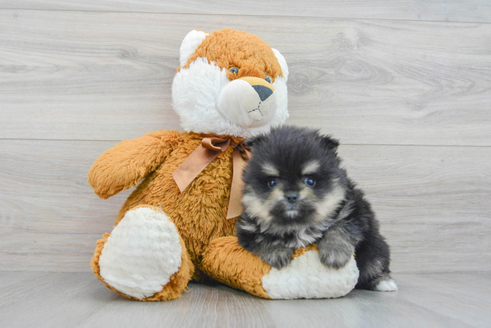 Best Pomeranian Baby