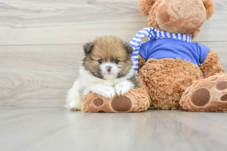 Cute Deutscher Spitz Purebred Puppy