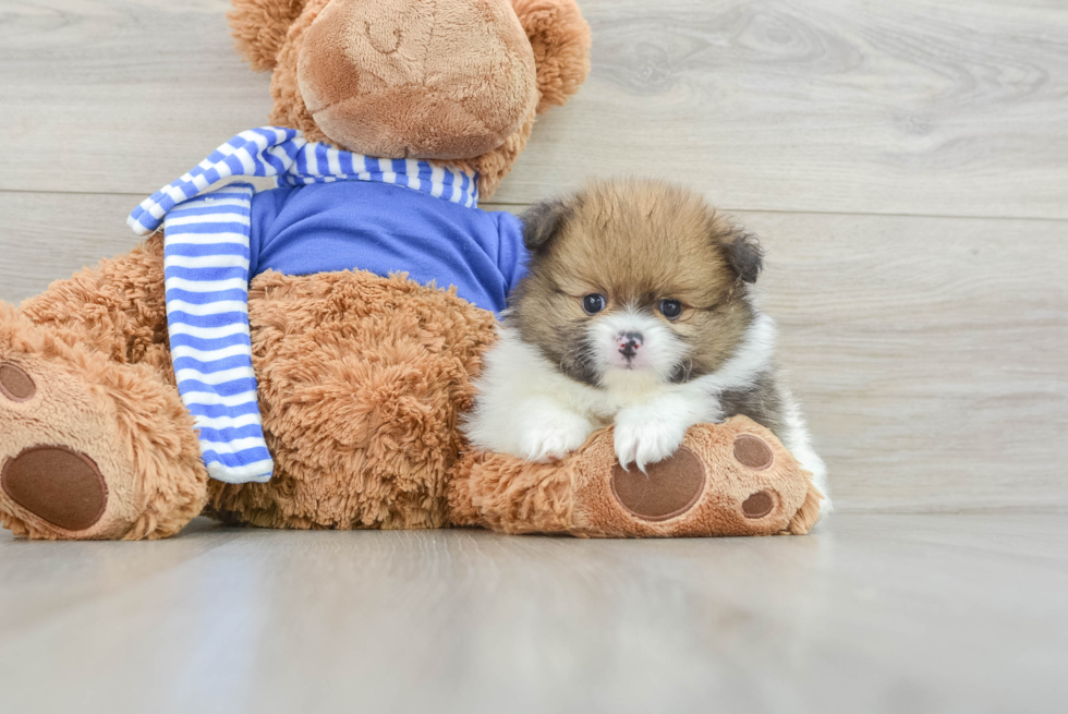 Petite Deutscher Spitz Purebred Puppy