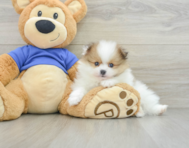 6 week old Pomeranian Puppy For Sale - Windy City Pups