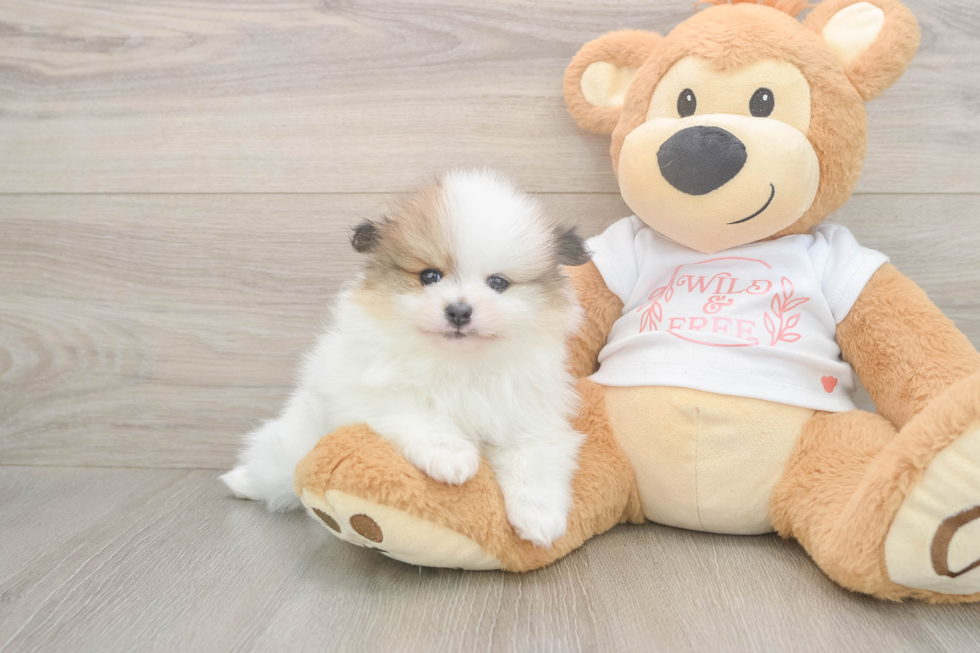 Meet Burton - our Pomeranian Puppy Photo  2/3 - Windy City Pups Best Pomeranian Baby