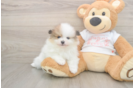 Meet Burton - our Pomeranian Puppy Photo  2/3 - Windy City Pups Best Pomeranian Baby