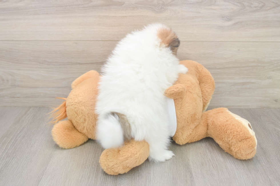 Meet Burton - our Pomeranian Puppy Photo  3/3 - Windy City Pups Small Pomeranian Purebred Pup