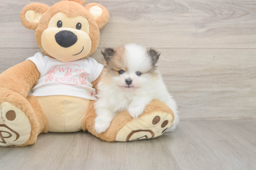 Meet Burton - our Pomeranian Puppy Photo  1/3 - Windy City Pups Funny Pomeranian Purebred Pup