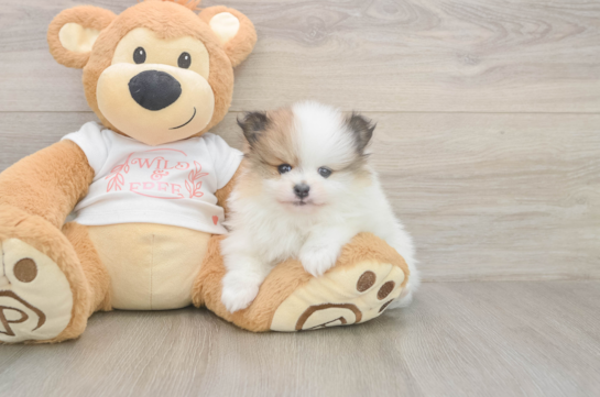 5 week old Pomeranian Puppy For Sale - Windy City Pups Funny Pomeranian Purebred Pup
