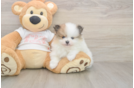 Meet Burton - our Pomeranian Puppy Photo  1/3 - Windy City Pups Funny Pomeranian Purebred Pup