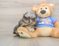 7 week old Pomeranian Puppy For Sale - Windy City Pups