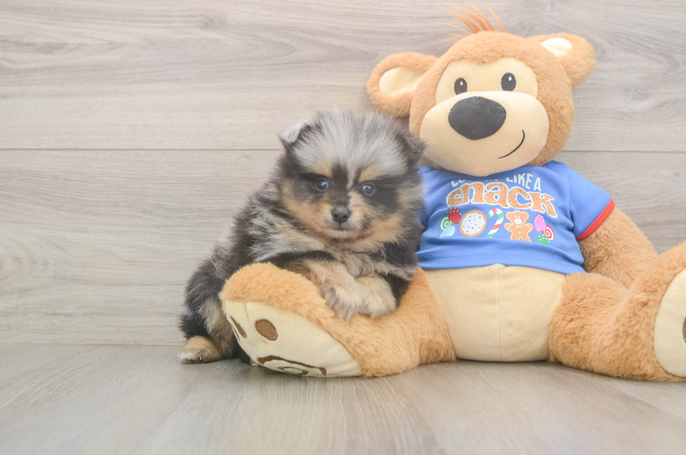 6 week old Pomeranian Puppy For Sale - Windy City Pups