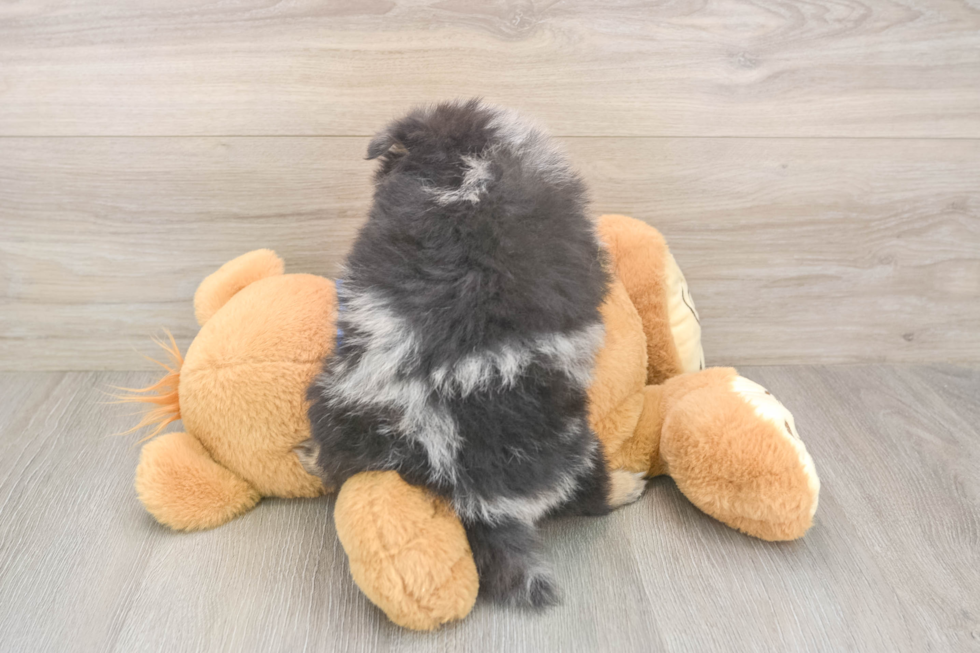 Pomeranian Pup Being Cute