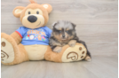 Pomeranian Puppy for Adoption