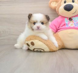 5 week old Pomeranian Puppy For Sale - Windy City Pups