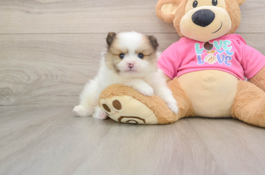 Small Pomeranian Purebred Pup