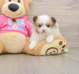 5 week old Pomeranian Puppy For Sale - Windy City Pups