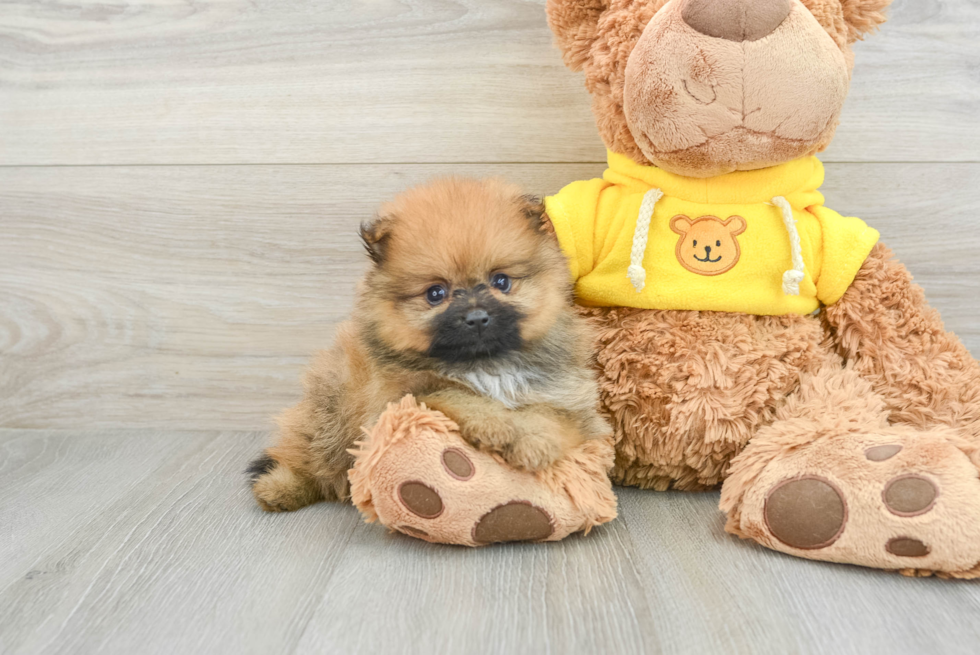 Energetic Pom Pom Purebred Puppy