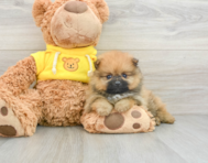 6 week old Pomeranian Puppy For Sale - Windy City Pups