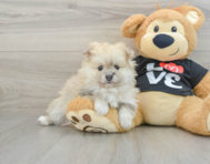 7 week old Pomeranian Puppy For Sale - Windy City Pups