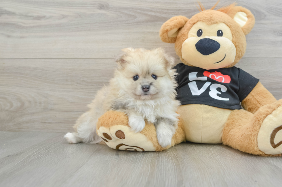 6 week old Pomeranian Puppy For Sale - Windy City Pups