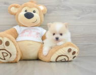 7 week old Pomeranian Puppy For Sale - Windy City Pups