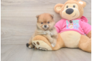 Playful Pomeranian Baby