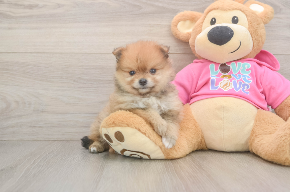 5 week old Pomeranian Puppy For Sale - Windy City Pups