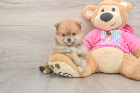 Playful Pomeranian Baby
