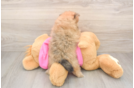 Hypoallergenic Pomeranian Purebred Pup