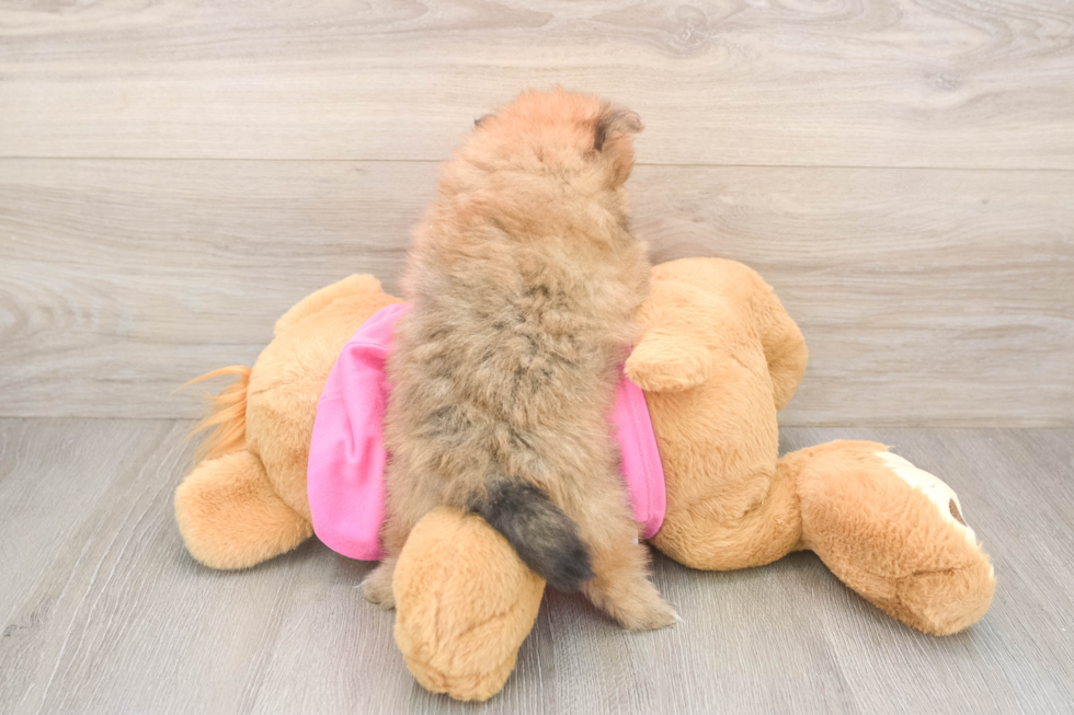 Hypoallergenic Pomeranian Purebred Pup