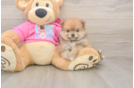 Funny Pomeranian Baby